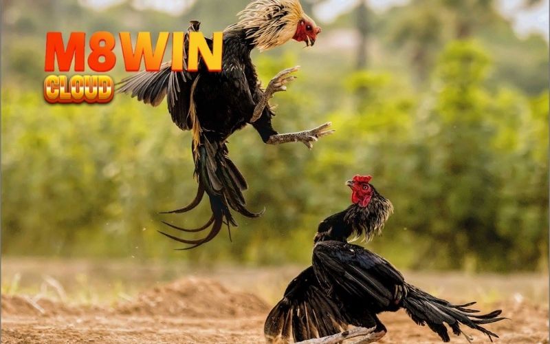 Mẹo chữa bệnh cho gà đá: Cẩm nang xử lý nhanh 4 mẹo chữa bệnh cho gà đá