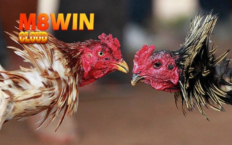 Mẹo chữa bệnh cho gà đá: Cẩm nang xử lý nhanh 3 mẹo chữa bệnh cho gà đá